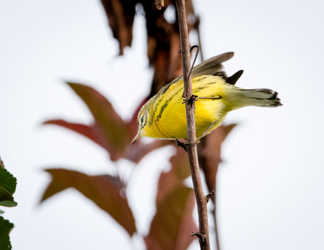 Prairie Warbler