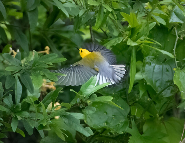 Prothonotary Warbler