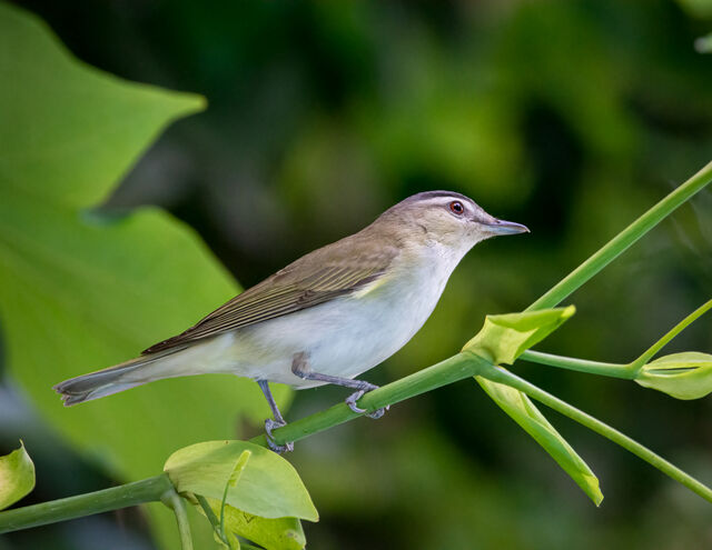 Carolina Bird Club Photo Gallery