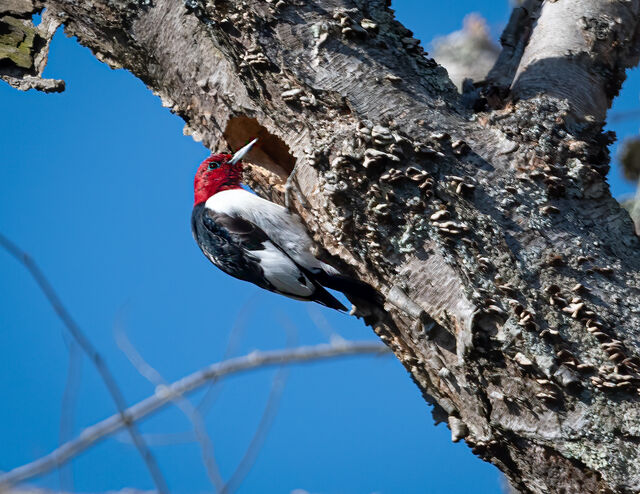 Red-headed Woodpecker