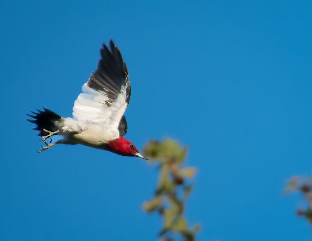 Red-headed Woodpecker