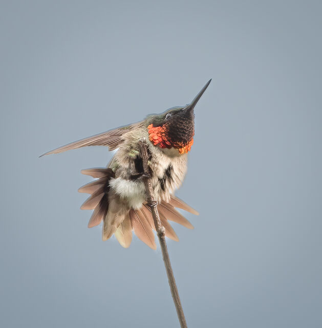 Ruby-throated Hummingbird