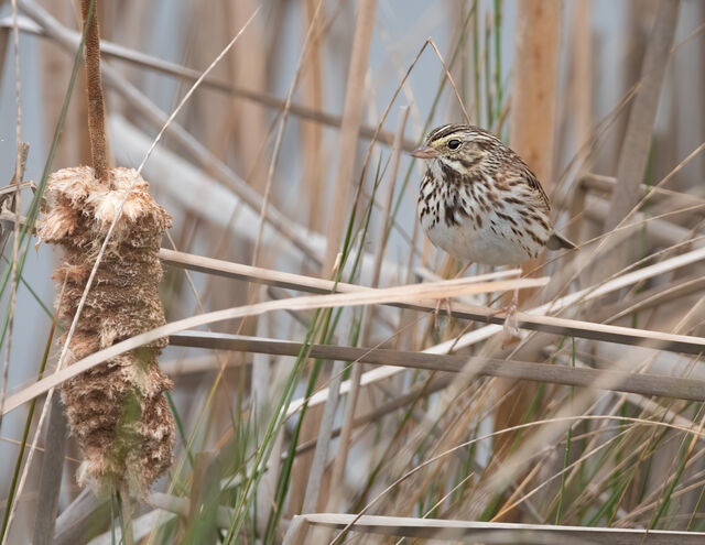 Savannah Sparrow