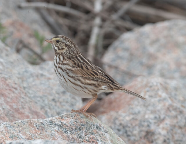 Savannah Sparrow