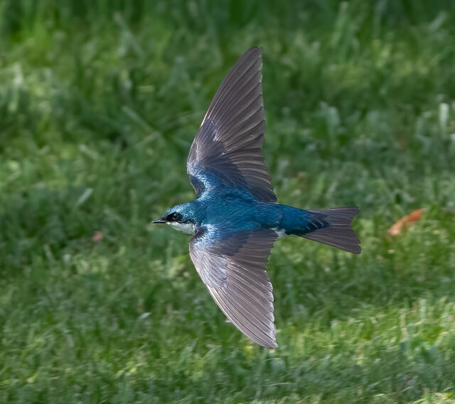 Tree Swallow