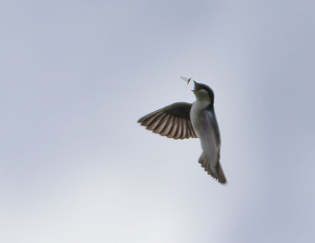 Tree Swallow