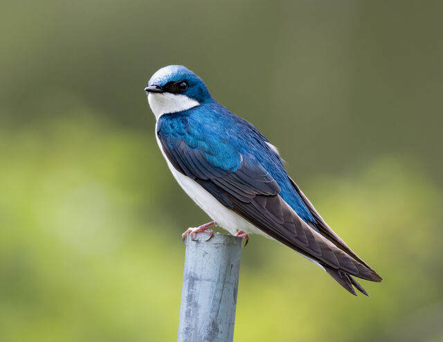 Tree Swallow