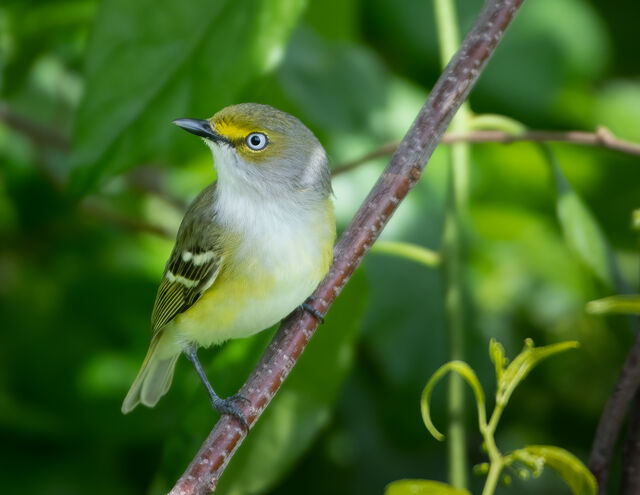 White-eyed Vireo