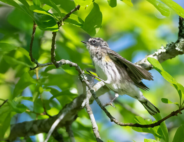 Yellow-rumped Warbler