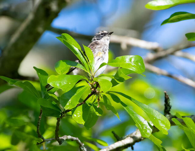 Yellow-rumped Warbler