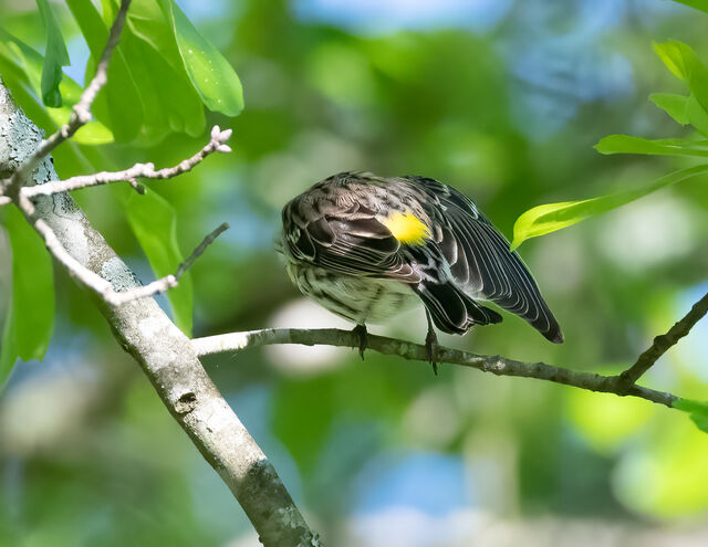 Yellow-rumped Warbler