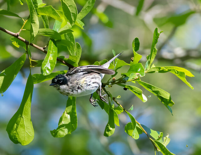 Yellow-rumped Warbler