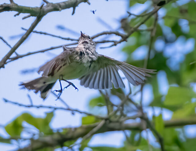 Yellow-rumped Warbler