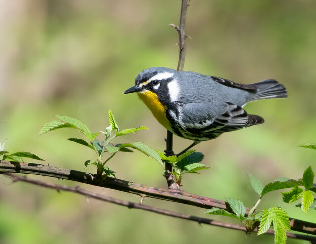 Yellow-throated Warbler