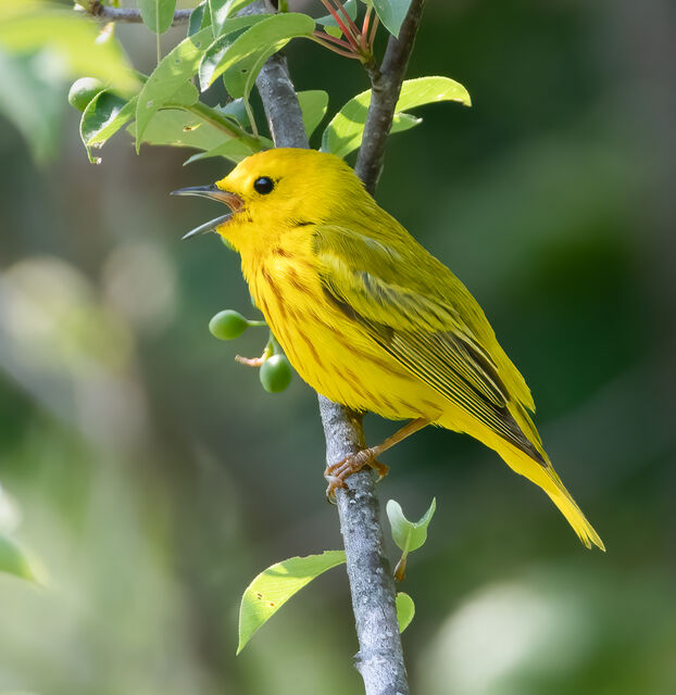 Yellow Warbler