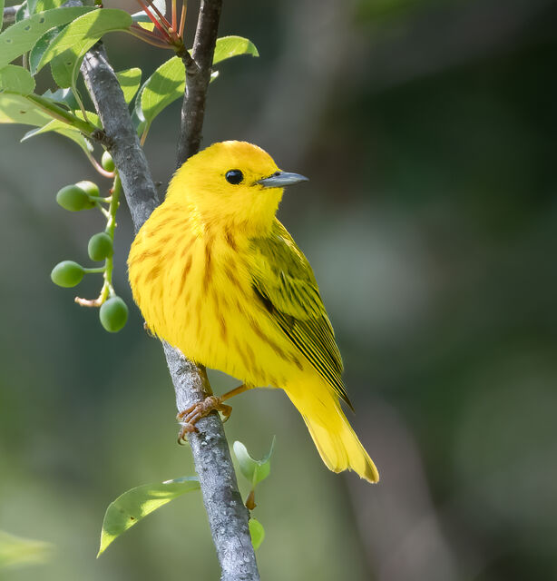 Yellow Warbler