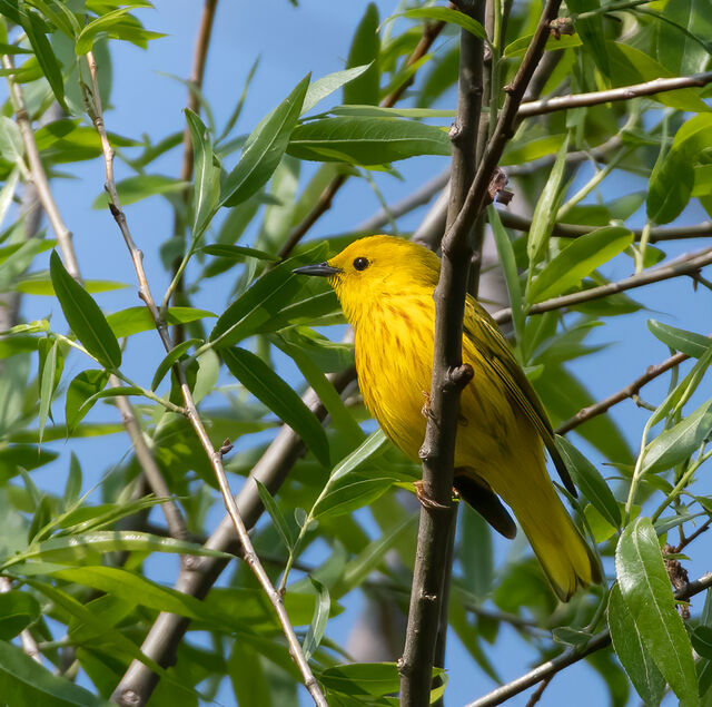 Yellow Warbler