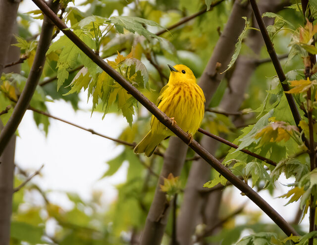 Yellow Warbler