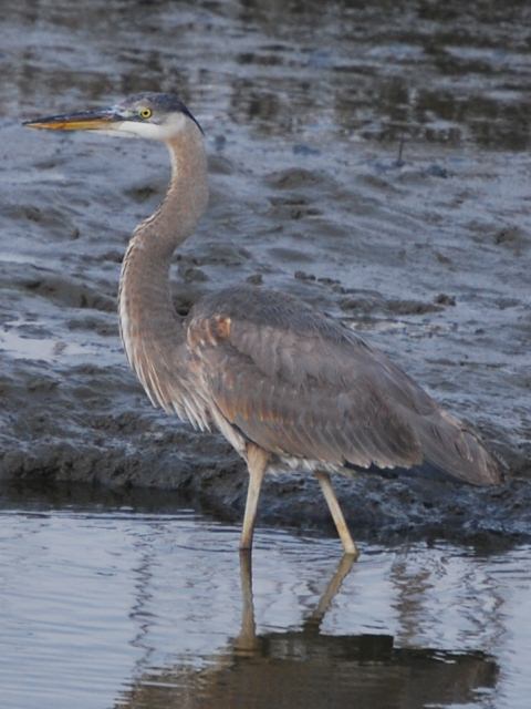 Great Blue Heron