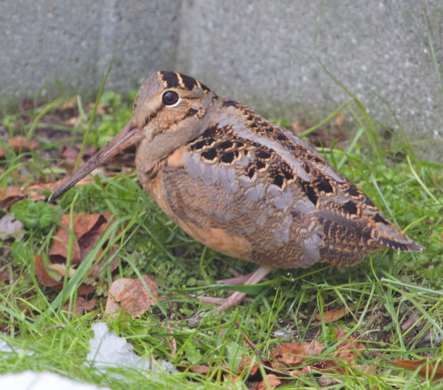 American Woodcock