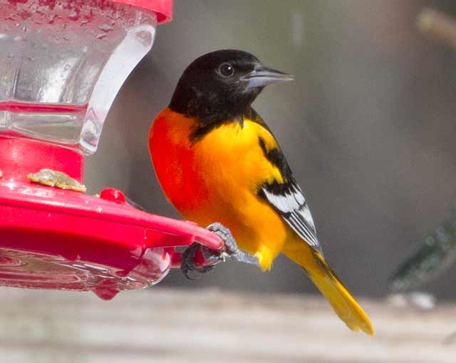 Baltimore Oriole