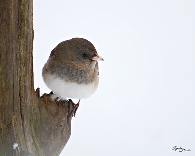 Dark-eyed Juncos