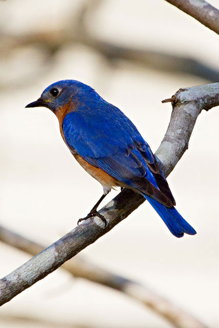 Eastern Bluebird