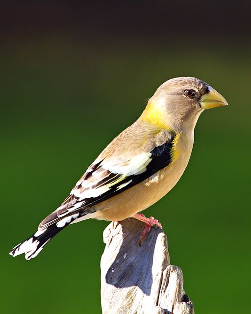 Evening Grosbeaks