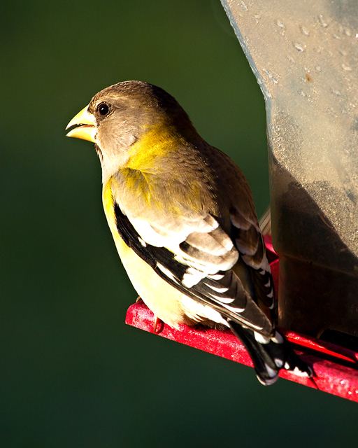 Evening Grosbeaks