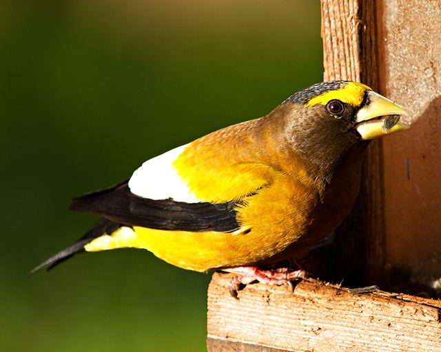 Evening Grosbeaks