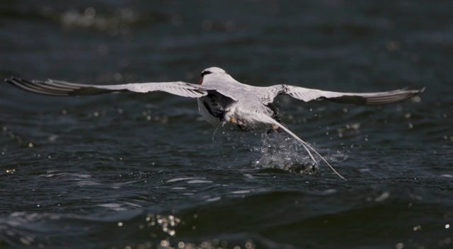 Red-billed Tropicbird