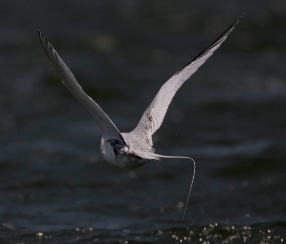 Red-billed Tropicbird