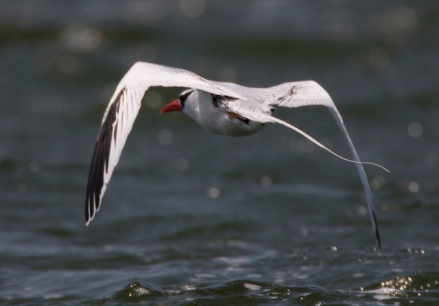 Red-billed Tropicbird