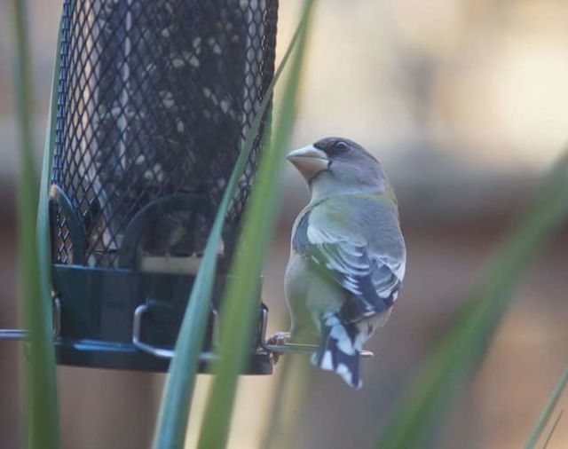 Evening Grosbeak