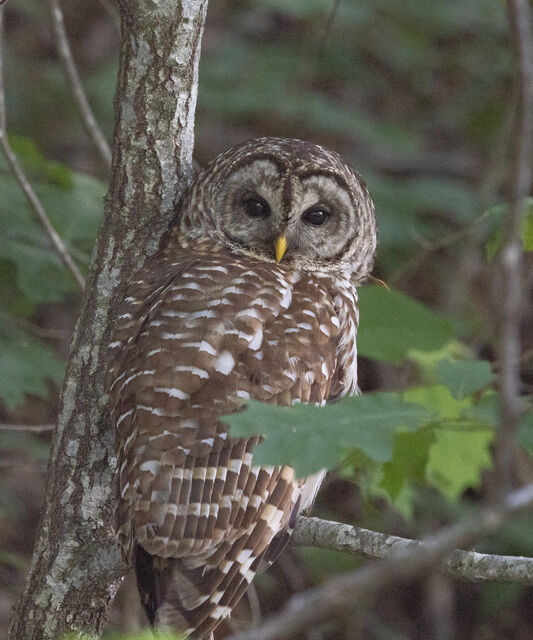 Barred Owl