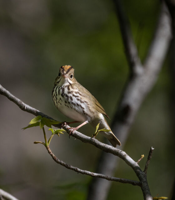 Ovenbird