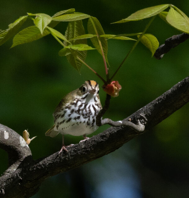 Ovenbird