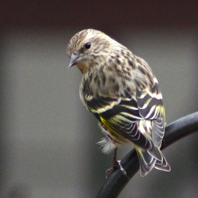 Pine Siskin