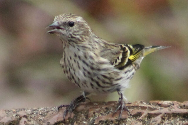 Pine Siskin