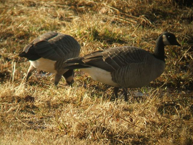 Cackling Geese