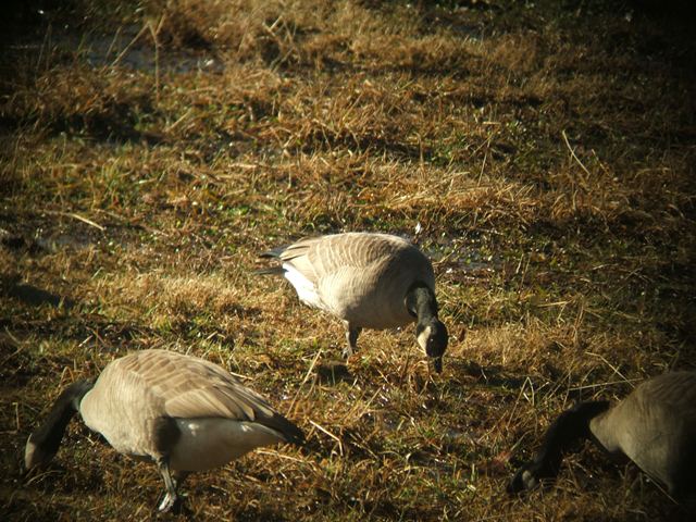 Cackling Geese