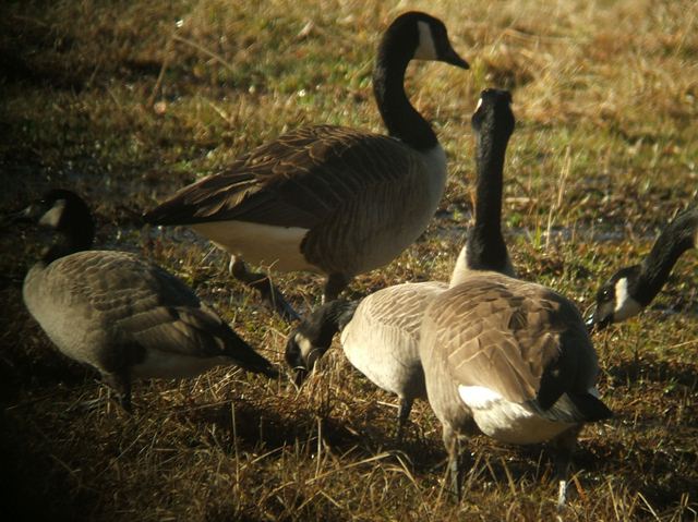 Cackling Geese