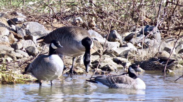 Cackling Goose