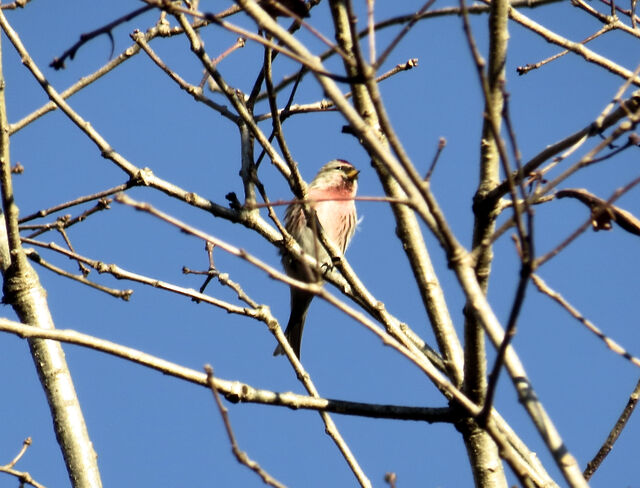 Redpoll