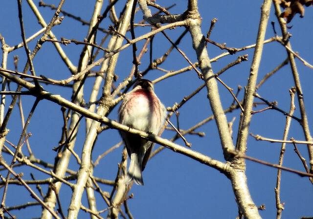 Redpoll