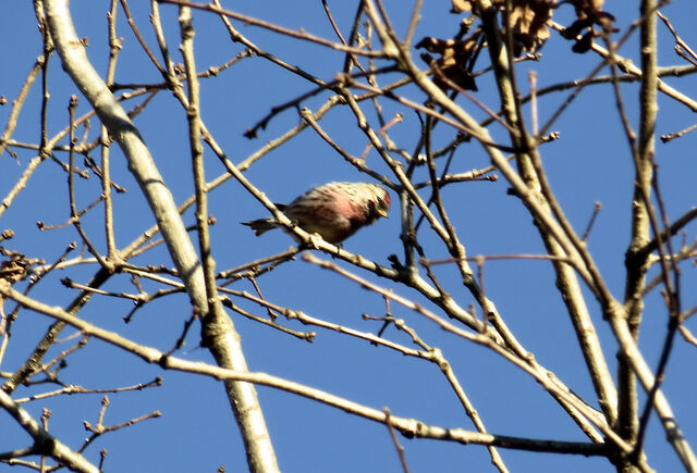 Redpoll