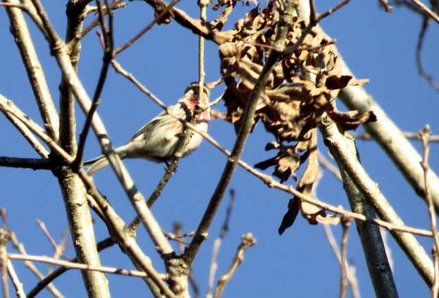 Redpoll