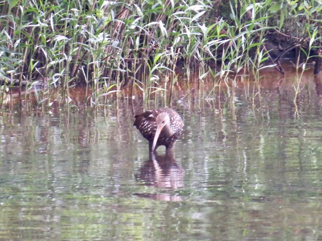 Limpkin