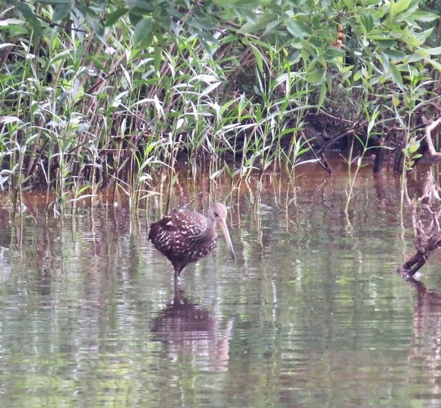 Limpkin