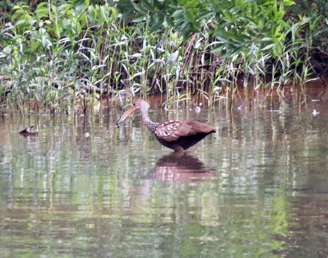 Limpkin